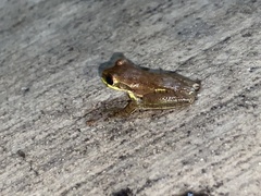 Osteopilus septentrionalis