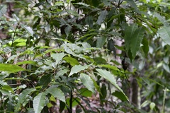 Quercus seemannii