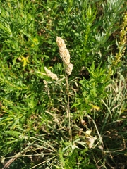 Rumex salicifolius