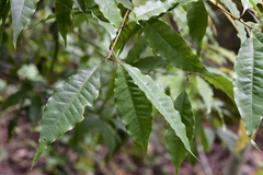 Quercus seemannii