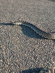 Pituophis catenifer sayi