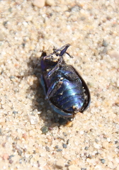 Gastrophysa cyanea