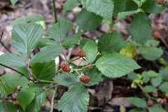 Rubus sapidus