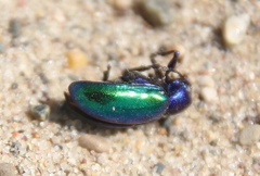 Gastrophysa cyanea