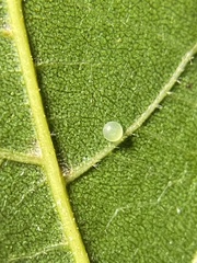 Insecta
