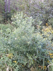 Symphyotrichum puniceum