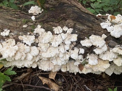 Trametes pubescens