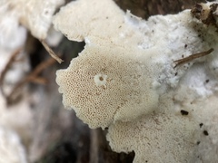 Trametes pubescens