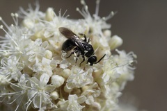 Tiphiinae