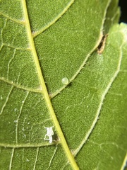 Insecta
