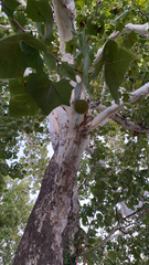 Platanus