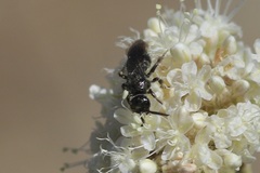 Tiphiinae