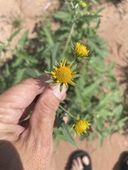 Verbesina encelioides