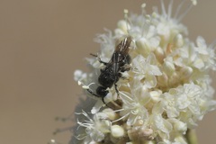 Tiphiinae