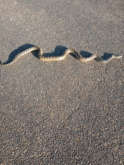 Pituophis catenifer sayi