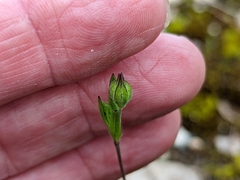 Silene antirrhina