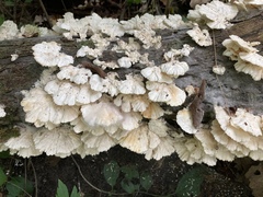 Trametes pubescens