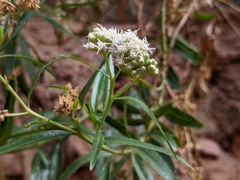 Baccharis salicina