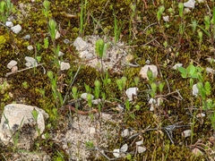 Silene antirrhina