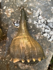 Sinistrofulgur sinistrum