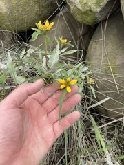 Bidens amplissima