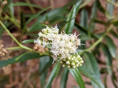 Baccharis salicina
