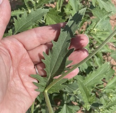 Verbesina encelioides