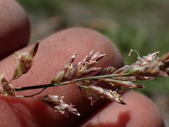 Poa cusickii
