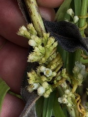 Cuscuta coryli