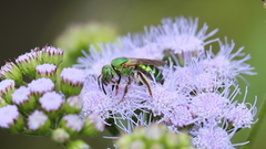 Agapostemon