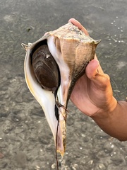 Sinistrofulgur sinistrum