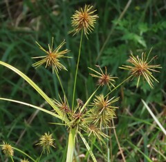 Cyperus odoratus
