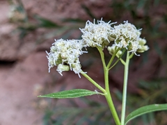 Baccharis salicina