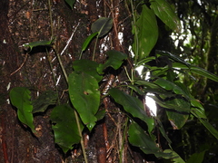 Elaphoglossum
