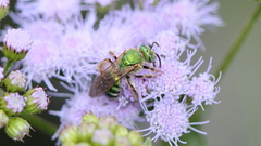 Agapostemon