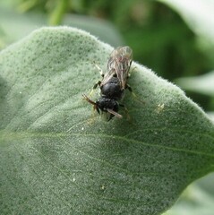 Hylaeus hyalinatus