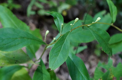 Doellingeria infirma