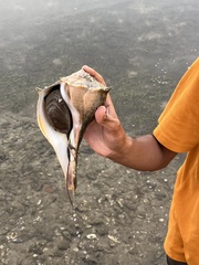 Sinistrofulgur sinistrum