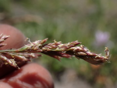 Poa cusickii