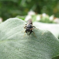 Hylaeus hyalinatus