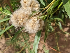 Baccharis salicina