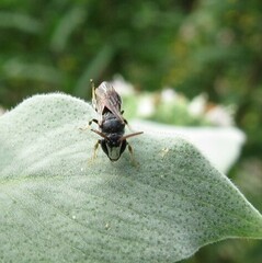 Hylaeus hyalinatus