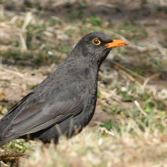 Turdus chiguanco