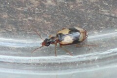 Lebia fuscata