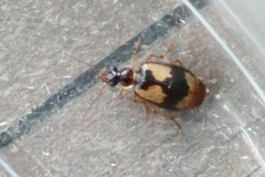 Lebia fuscata