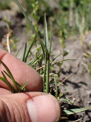 Poa cusickii