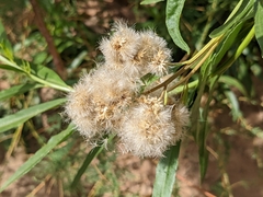 Baccharis salicina