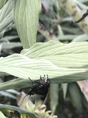 Copestylum violaceum