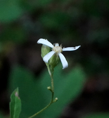 Doellingeria infirma