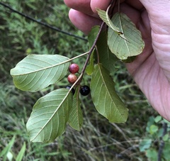 Frangula alnus